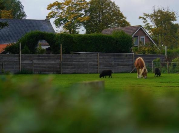 Vakantiewoningen De Schelp Renesse Dış mekan fotoğraf