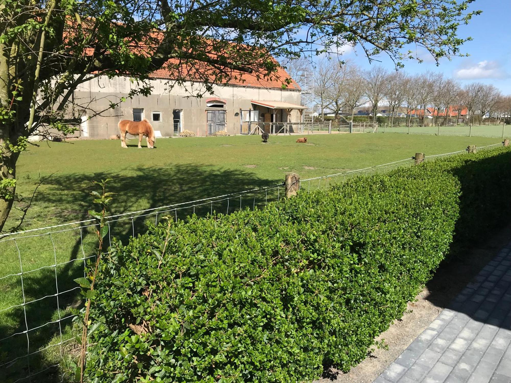 Vakantiewoningen De Schelp Renesse Dış mekan fotoğraf